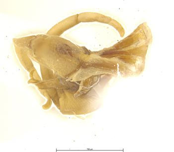 Media type: image;   Entomology 11254 Aspect: genitalia
